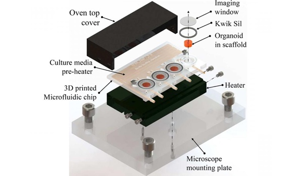 3D Printed Microfluidic Bioreactor for Brain Organoid Culture